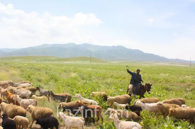 Более 900 тысяч га неиспользуемых пастбищ выявили с помощью спутников в СКО