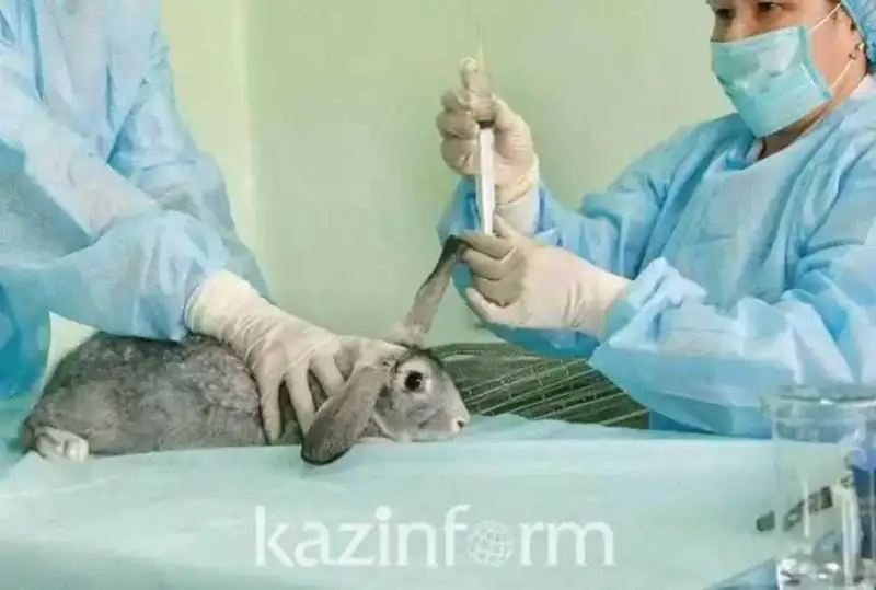 SQO-da 33,4 mln teńgege modýldi úsh veterınarııa beketi satyp alynady