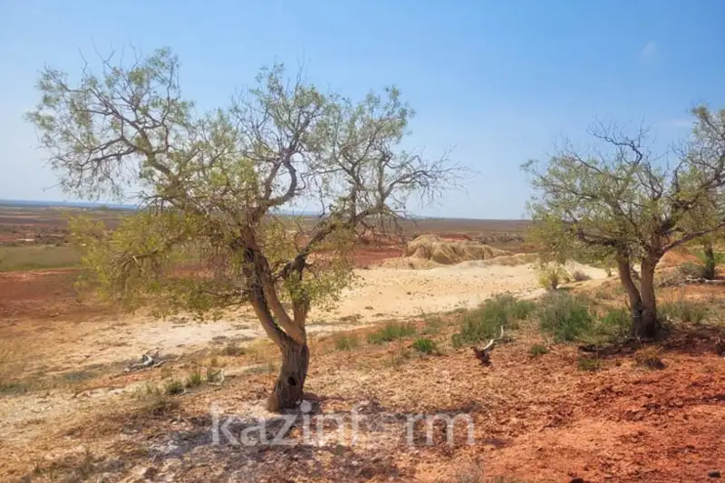 شىعىس قازاقستاندا الەمدە سيرەك كەزدەسەتىن ەكى ءتۇرلى جاپىراقتى اعاش ءوسىپ تۇر