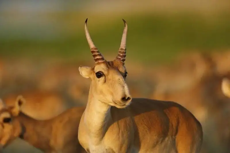 Акцию в защиту сайгаков проводят в Костанайской области
