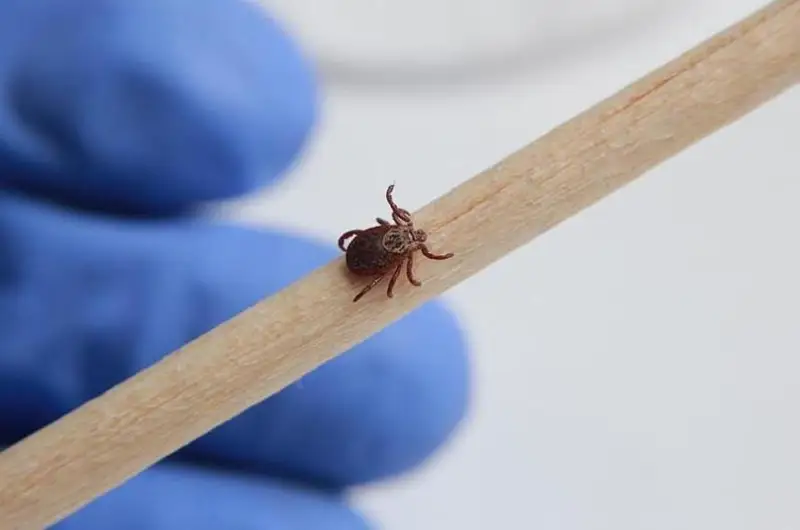 Как уберечь себя от укуса клеща – советы врача-инфекциониста