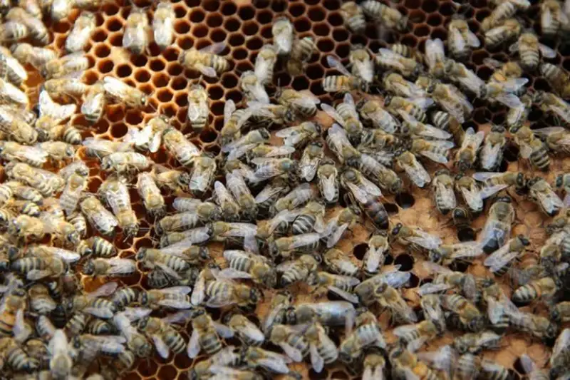 Медовые пчелы могут исчезнуть в мире к 2035 году