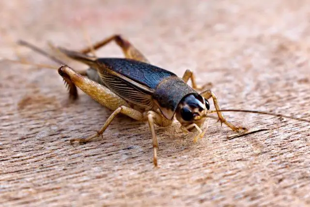 В Катаре запретили продажу еды с содержанием насекомых