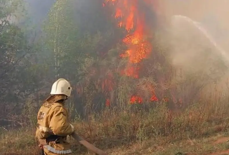 Предварительная площадь пожара в области Абай  составляет 1100 гектаров
