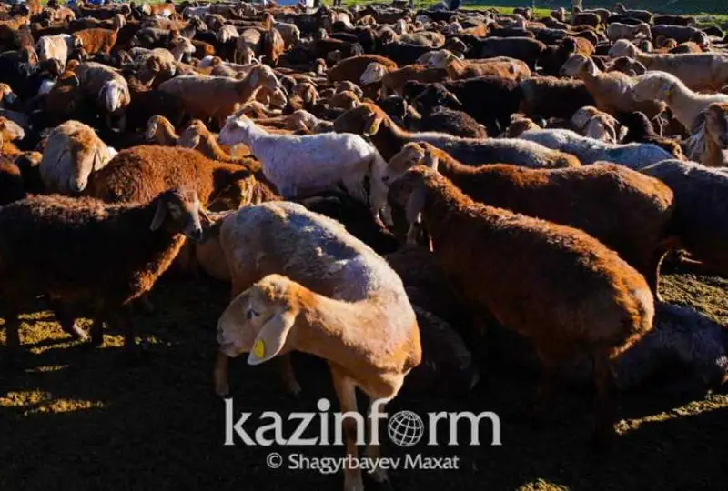 Квоты на вывоз КРС и МРС намерены ввести в Казахстане