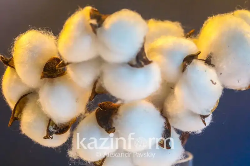 Строительство завода по переработке хлопкового волокна начато в Туркестанской области