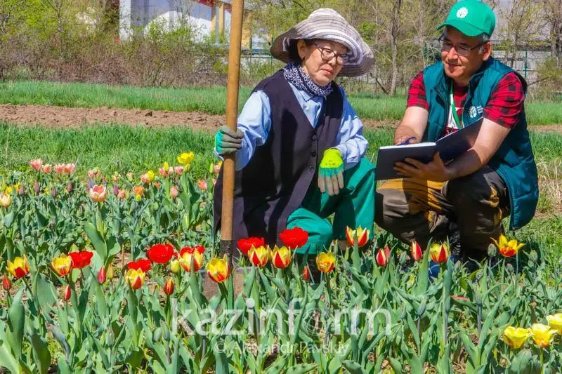 Сколько цветов высадят в Алматы