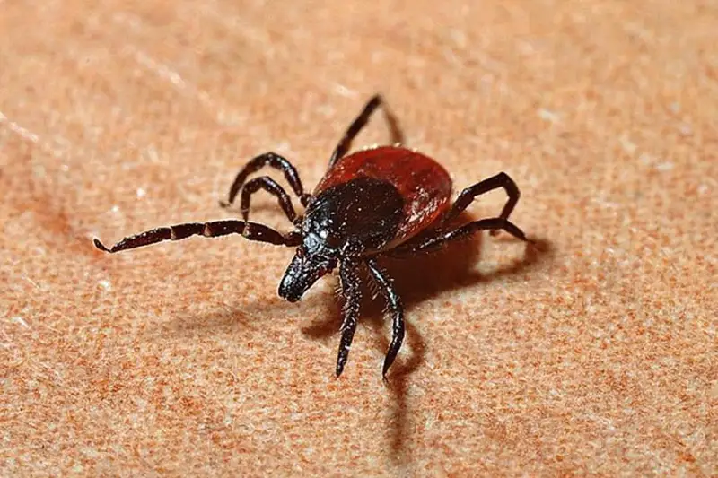 35 человек пострадали от укусов клещей в Жетысуской области за неделю