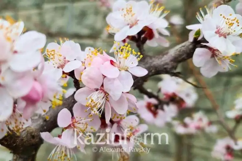 الماتىدا اعاشتار بۇرشىك جارىپ، قالا سان ءتۇرلى تۇسكە بويالدى