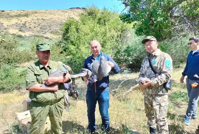 Túrkistan turǵyny úıinde ósirgen afrıkalyq qustardy jabaıy tabıǵatqa jiberdi
