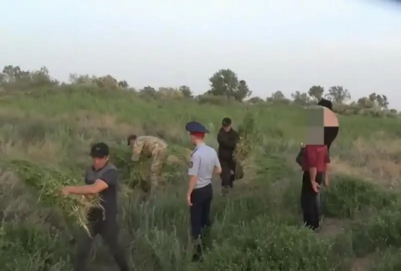 Информировать о произрастании наркосодержащих растений призывают жителей Жамбылской области