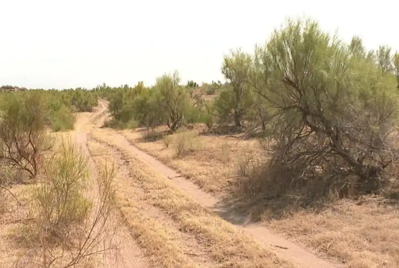 В Туркестанской области увеличивают площади саксаула против опустынивания