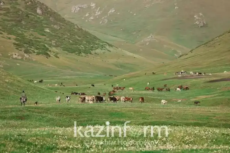 Нормативы по изъятию пастбищных земель планируют изменить в РК