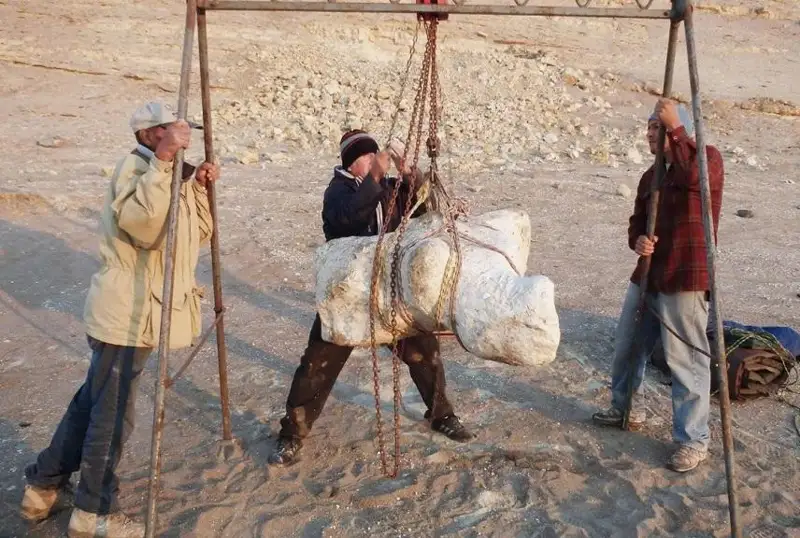 Останки самого тяжелого обитателя планеты обнаружили ученые в Перу