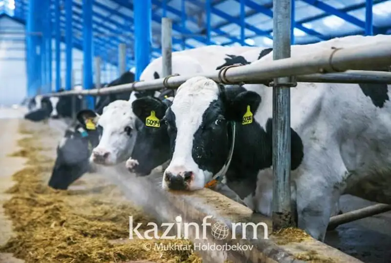 اقتوبەدە ءىرى قارادان اۋرۋ شىعىپ، تەكسەرۋ باستالدى