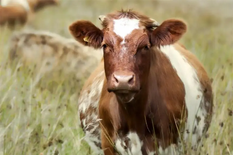 Половина всего поголовья коров в Аргентине может погибнуть из-за засухи