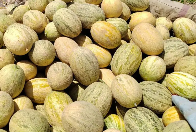 قاۋىننىڭ 10 ءتۇرلى پايدالى قاسيەتى