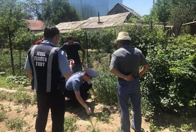 Наркосодержащие растения выращивал житель Талдыкоргана