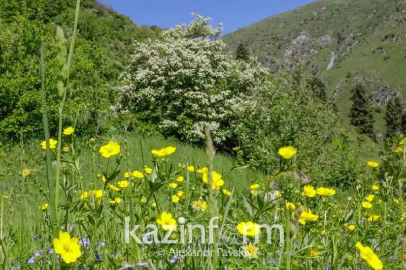 В Алматы открылась выставка по борьбе с загрязнением природы #ЧистоГоры