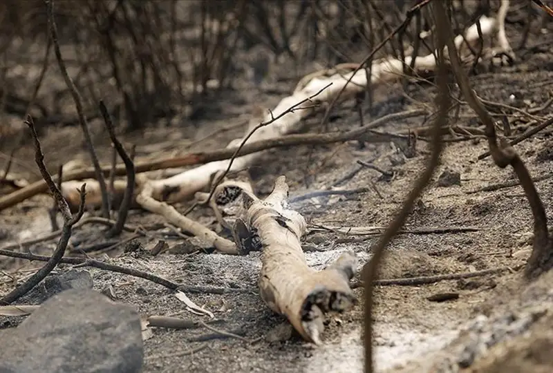 34 человека погибли в результате лесных пожаров в Алжире