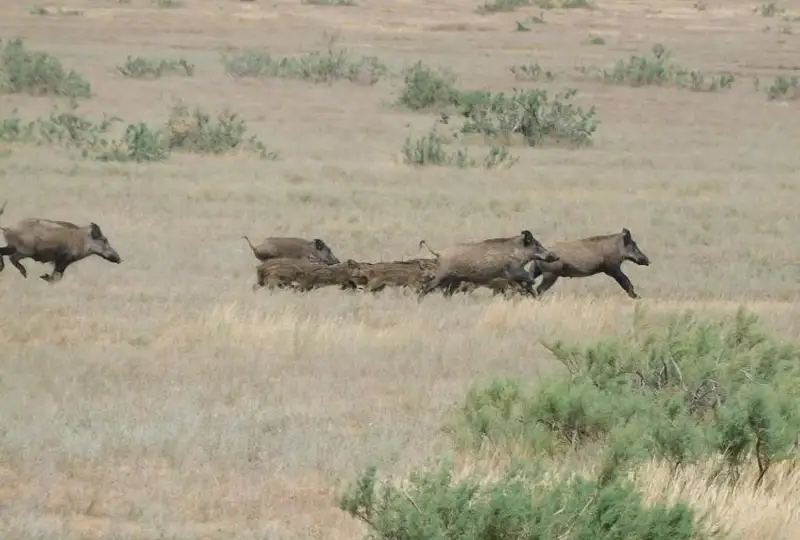 Семья кабанов попала на фото в экопарке Алты-Сай