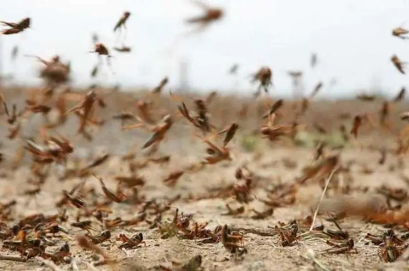 Глава МСХ ответил на критику депутата Ходжаназарова по нашествию саранчи