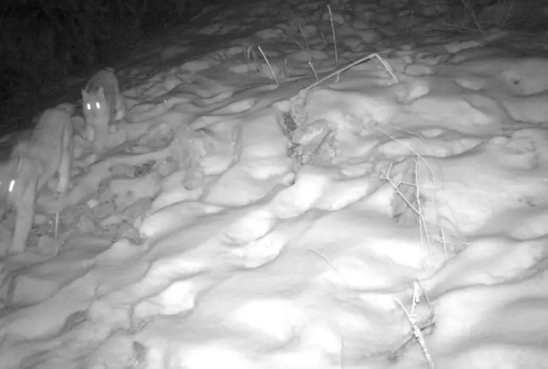 Туркестанские рыси попали в фотоловушку