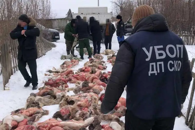 Почти 50 косуль отстрелили браконьеры в СКО