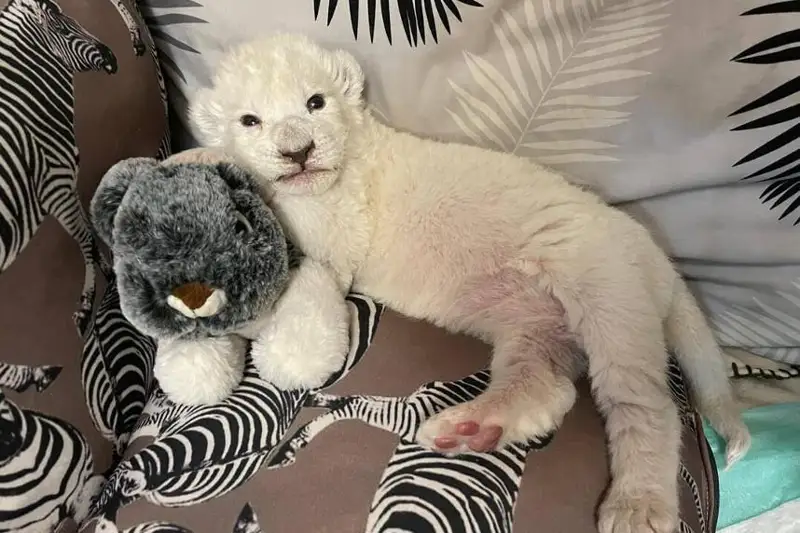 Эронда жуда кам учрайдиган оқ шер туғилди