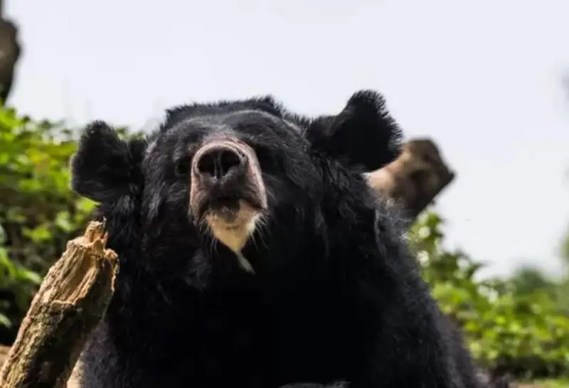 Торговый автомат с мясом медведя появился в Японии