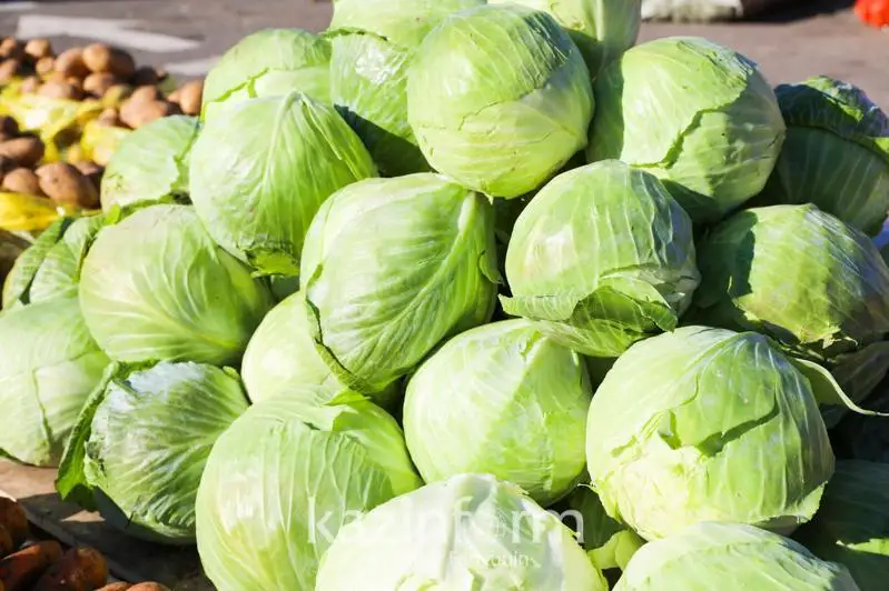 Дефицита капусты в Казахстане нет – Минсельхоз
