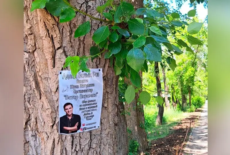 Белые розы высаживают в парке поклонники Юрия Шатунова в Караганде