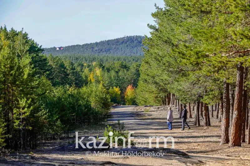Насколько возросла площадь лесов за годы независимости в Казахстане
