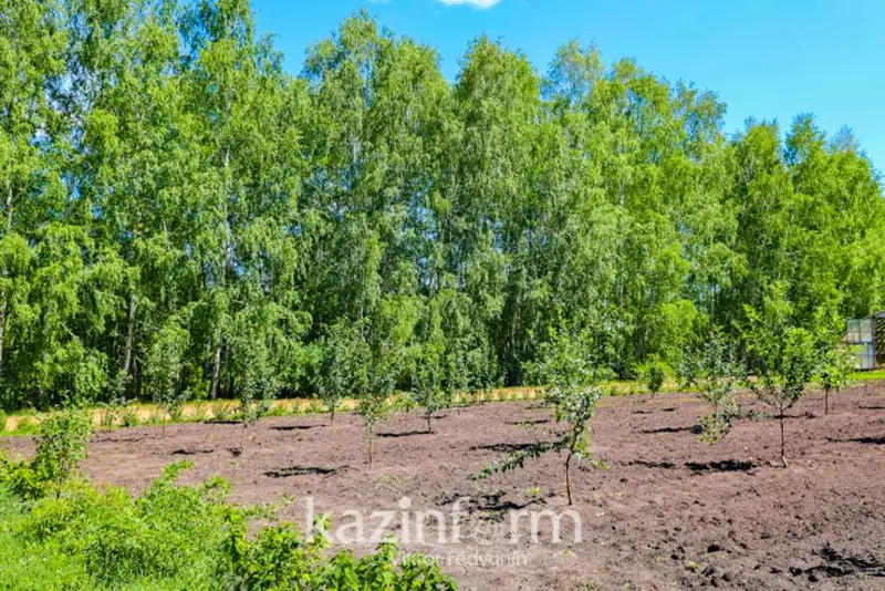 Лесной питомник создадут в СКО