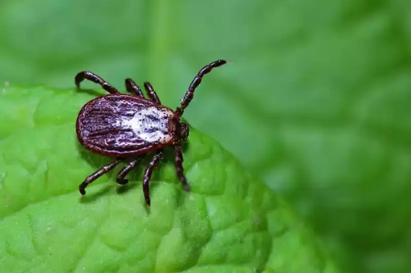 Сезон клещей начался в Кыргызстане