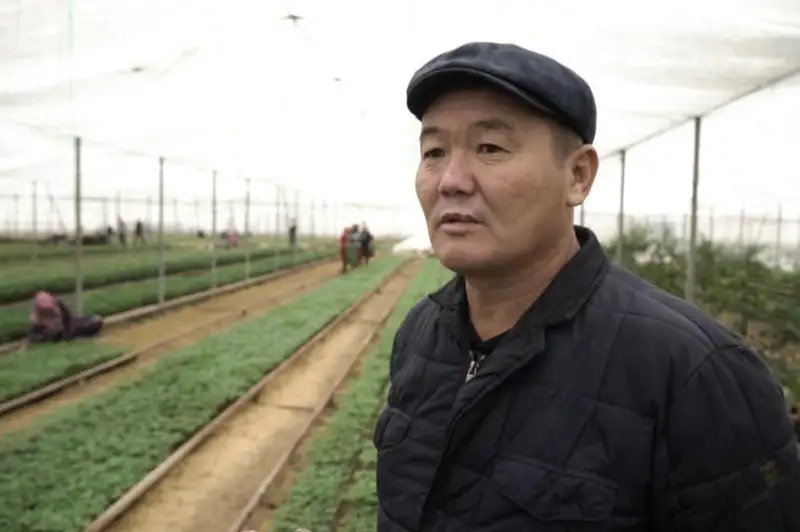 Туркистон вилояти деҳқонлари қалампирнинг янги турини етиштиришга киришди