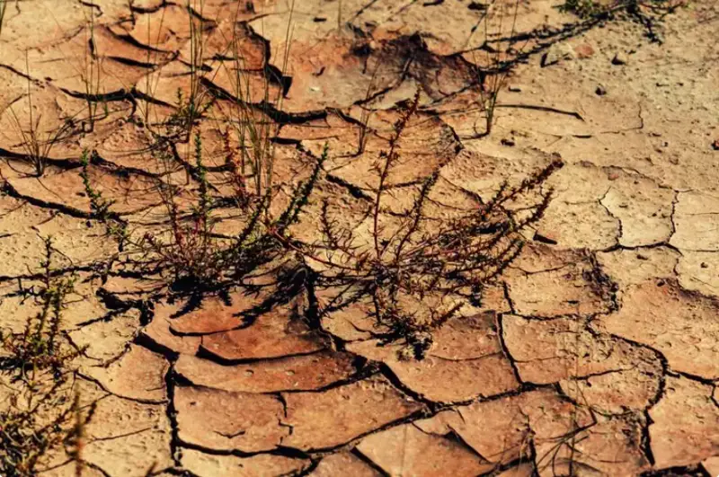 شىلدەدە قاي وڭىرلەردە قۇرعاقشىلىق بولاتىنى انىقتالدى