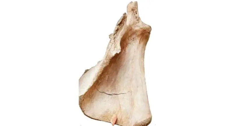 جاۋىرىننىڭ جۇمباعى مەن قۇمالاقتىڭ قۇپياسى