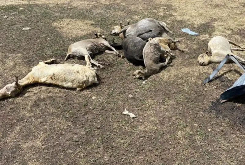 ەكىباستۇزدا دالا ورتىنەن 73 قوي- ەشكى جانىپ كەتتى