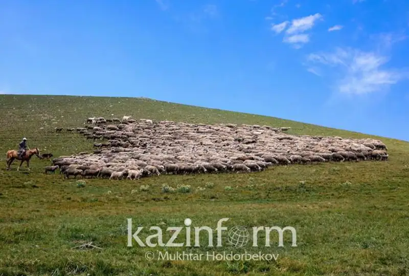 Дополнительные площади пастбищ требуются в связи с увеличением поголовья скота в РК