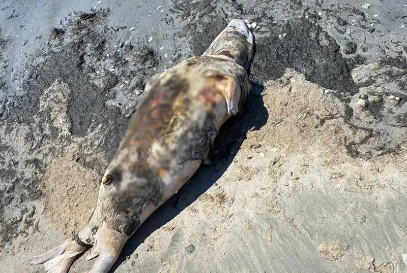 Тушу мертвого тюленя выбросило на берег в Актау