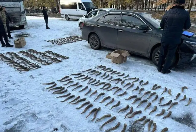 Taldyqorǵanda 270 aqbókenniń múıizi tárkilendi