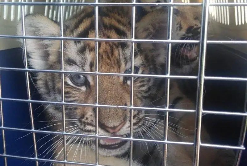 Из России в Казахстан пытались незаконно вывезти тигрят