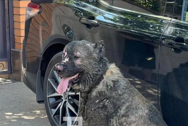 Собаку спасли при пожаре в коттедже в Астане