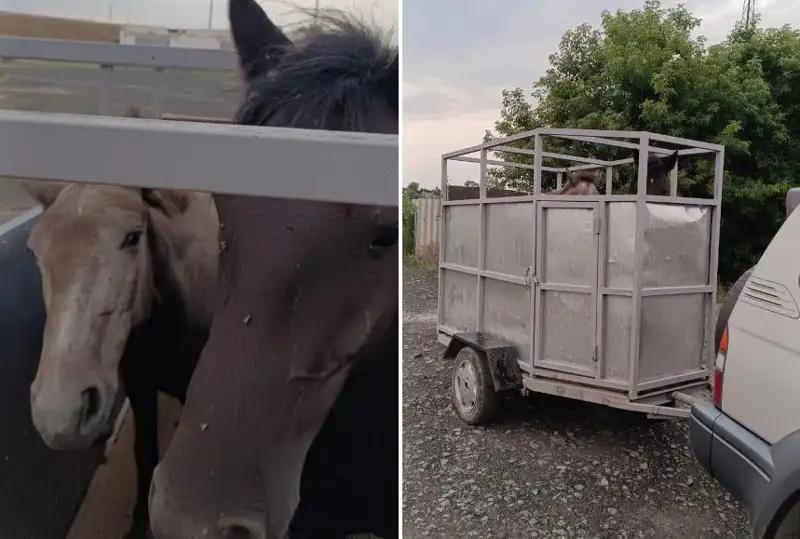 Владельцев бродячего скота оштрафовали в Экибастузе