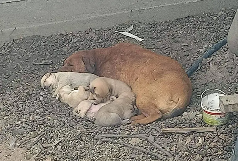 Питбуль загрыз мужчину в Жаркенте: полиция начала расследование