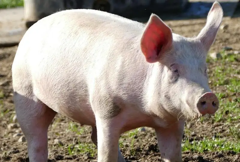 Фан: Одамга кўчириб ўтказилган чўчқа буйраги нормал ишлай бошлади