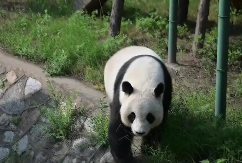 Хитойда гигант панда 10 ёшга тўлди