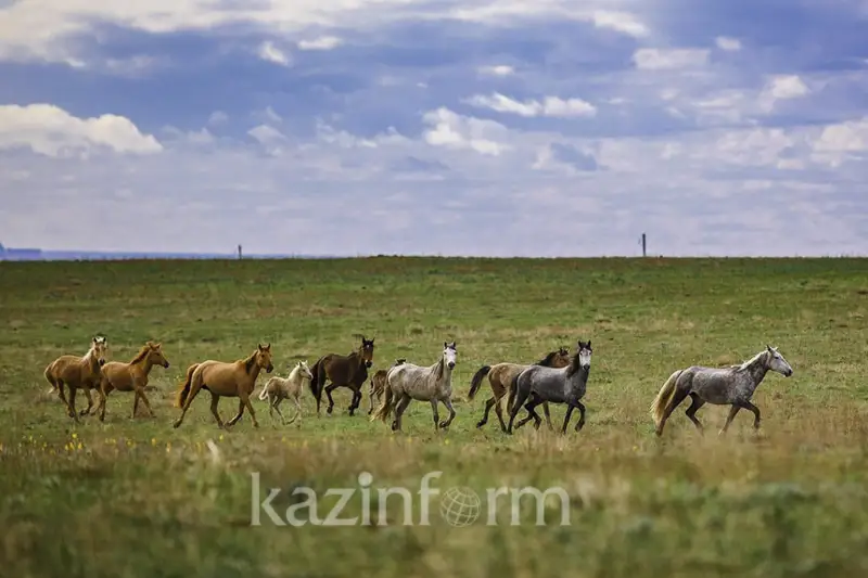 قازاقستانداعى جايىلىمدىق جەرلەردىڭ 40 پايىزى وتە ناشار كۇيدە