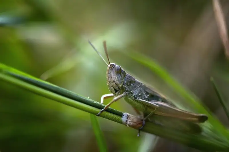 Какой ущерб нанесла саранча посевным площадям в этом году в Казахстане